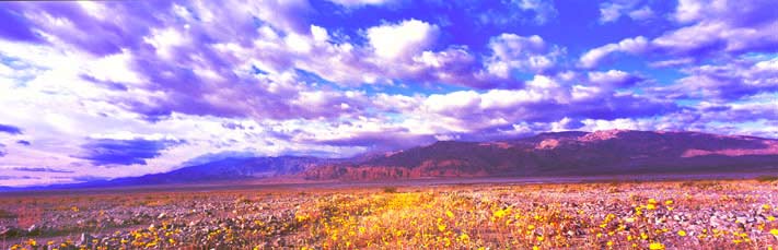 Fine Art Panoramic Landscape Photography Yellow Buttercups For Miles, Death Valley